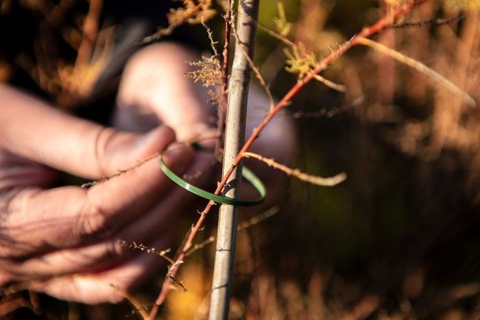 Хомут-стяжка Neo Tools, 50шт, пластик, 4.8х160мм, зеленый