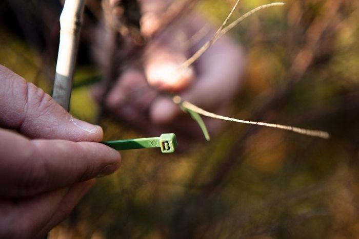 Хомут-стяжка Neo Tools, 50шт, пластик, 4.8х160мм, зеленый